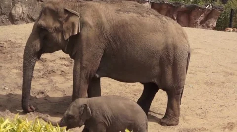 Elephant with baby Stock Footage 50836416