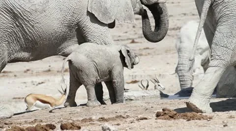 Elephant baby herd Stock Footage 17250135
