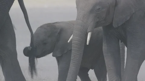 Elephant baby marching with herd, playing with mothers tail 스톡 동영상 91007183