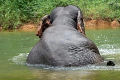 Elephant back in a river Stock Photos