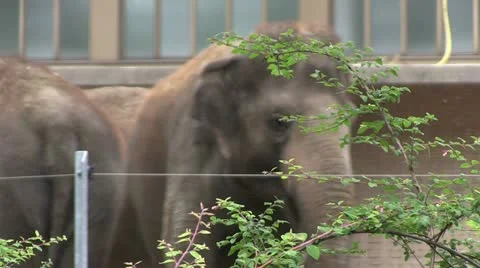 Elephant in background of bushes Stock Footage 12751679