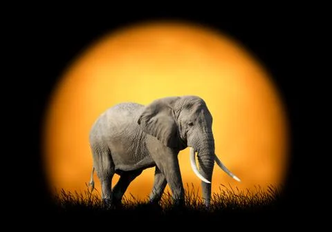 Elephant on the background of sunset Foto stock
