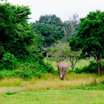 Elephant is backing to the sparse forest Stock Photos