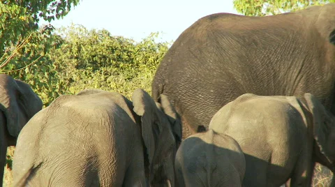 Elephant backsides 库存影片 486134