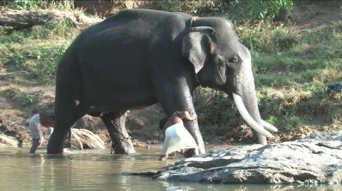Elephant bath Stock Footage 332116