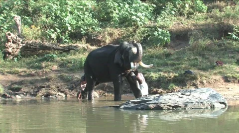 Elephant bath Stock Footage 332123