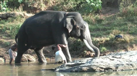 Elephant bath Stock Footage 332140