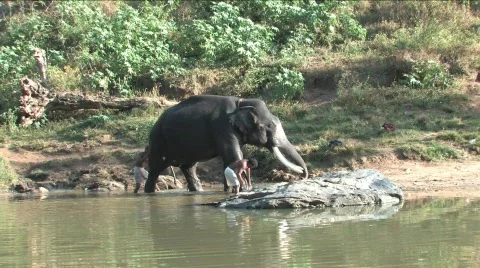 Elephant bath Stock Footage 332144