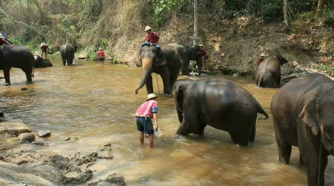 Elephant Bath Stock Footage 664433