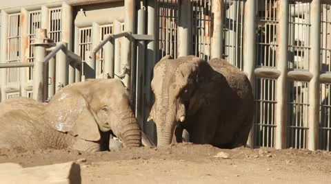 Elephant Bath Stock Footage 10745333