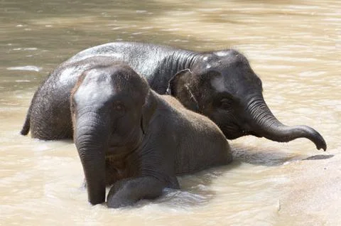 Elephant bath Stock Photos