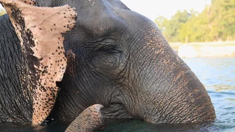 Elephant bathes in a river Stock Footage 92713405