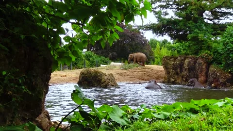 Elephant bathing in an artificial lake at the zoo Stock Footage 230172730
