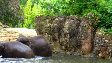 Elephant bathing in an artificial lake at the zoo Stock Footage 230172887