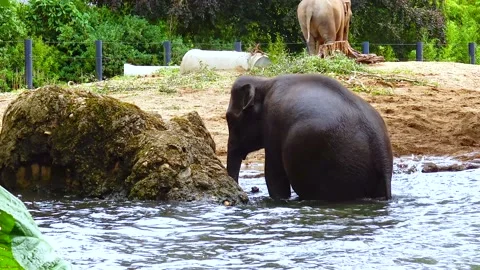 Elephant bathing in an artificial lake at the zoo Stock Footage 230172888