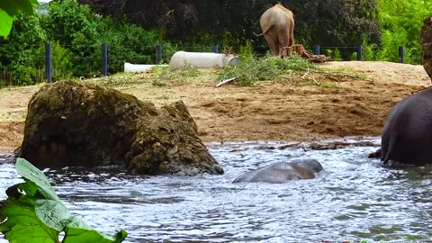 Elephant bathing in an artificial lake at the zoo Stock Footage 230172910