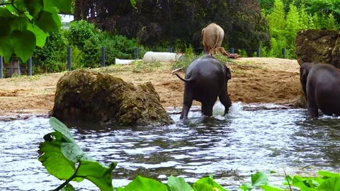 Elephant bathing in an artificial lake at the zoo Stock Footage 230172920