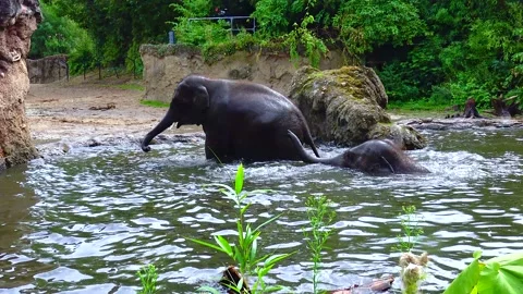 Elephant bathing in an artificial lake at the zoo Stock Footage 230173067