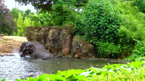 Elephant bathing in an artificial lake at the zoo Stock Footage 230931204