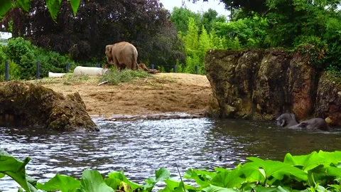 Elephant bathing in an artificial lake at the zoo Stock Footage 230931206