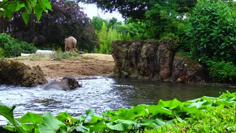 Elephant bathing in an artificial lake at the zoo Stock Footage 231155396