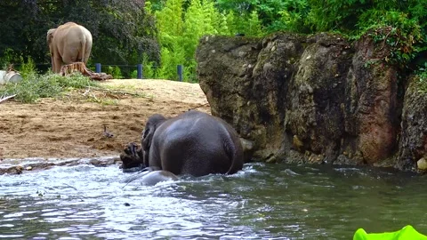 Elephant bathing in an artificial lake at the zoo Stock Footage 231155435