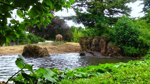 Elephant bathing in an artificial lake at the zoo Stock Footage 231155866