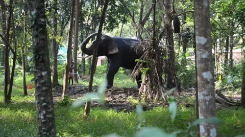 An Elephant bathing Stock Footage 36794726