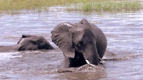 Elephant Bathing Stock Footage 43013951
