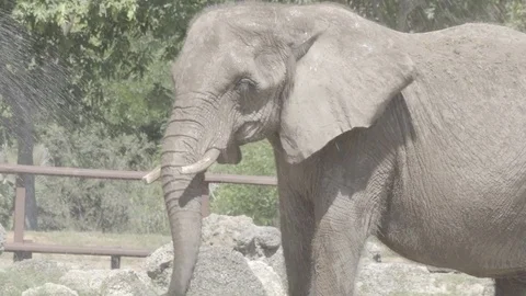 Elephant Bathing Stock-Footage 81246531