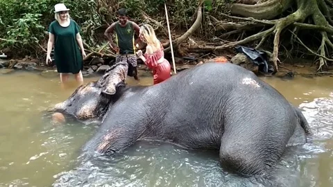 Elephant bathing 스톡 동영상 123224247