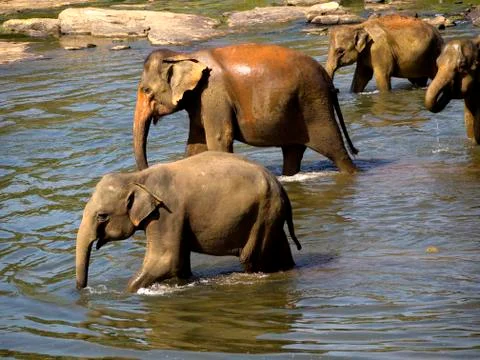 Elephant bathing at the orphanage Stock Photos
