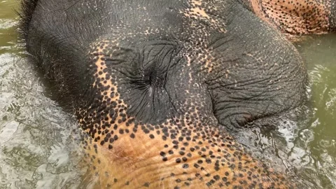 Elephant bathing relaxed submerged in river in Pinnawala orphanage in Sri Lanka 動画素材 305313193