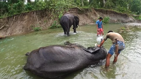 An elephant bathing at river with his keeper or trainer with selective focus. Stock Footage 246058538
