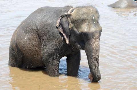 Elephant bathing in river Stock-Fotos