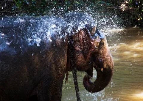 Elephant bathing in the river Stock Photos
