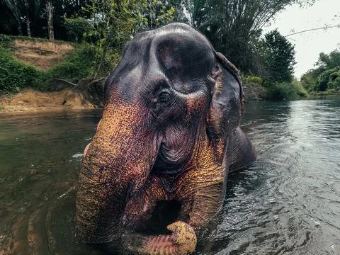 Elephant bathing in a river. Stock Photos