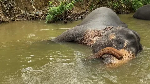 Elephant bathing in tranquil river in Sri Lanka Pinnawala orphanage lush jungle Video stock 305313232