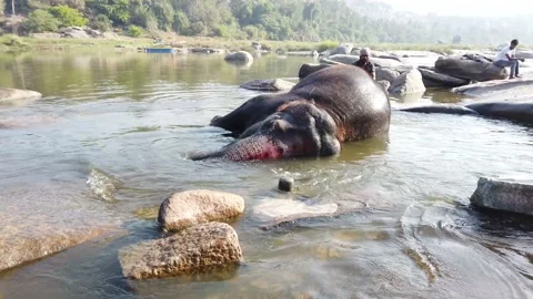 Elephant bathing at Tungabhadra River Stock Footage 148983639