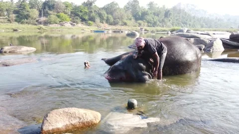 Elephant bathing at Tungabhadra River Stock Footage 148983648