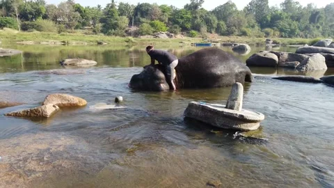 Elephant bathing at Tungabhadra River Stock Footage 148983653