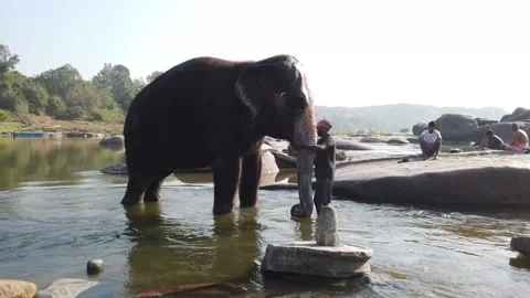 Elephant bathing at Tungabhadra River Stock Footage 148983666