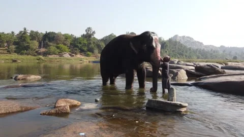 Elephant bathing at Tungabhadra River Stock Footage 148983694