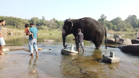 Elephant bathing at Tungabhadra River Stock Footage 148983718