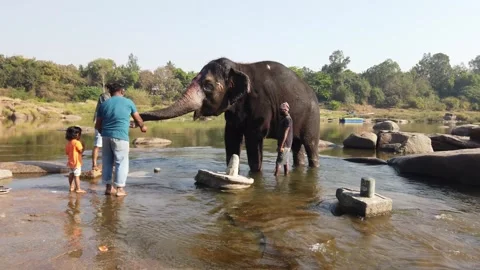 Elephant bathing at Tungabhadra River Stock Footage 148983735