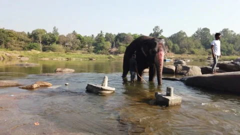 Elephant bathing at Tungabhadra River Stock Footage 148983741
