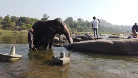 Elephant bathing at Tungabhadra River Stock Footage 148983811
