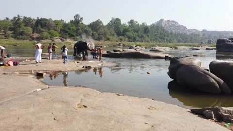 Elephant bathing at Tungabhadra River Stock Footage 148983812