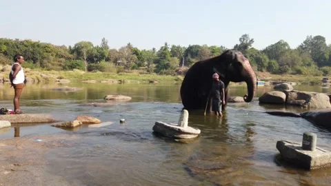 Elephant bathing at Tungabhadra River Stock Footage 148983874