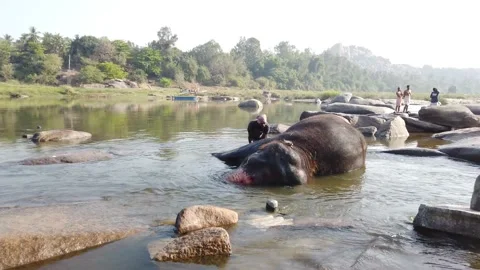 Elephant bathing at Tungabhadra River Stock Footage 148983906